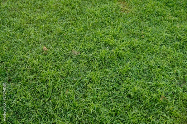 Obraz cesped crecido verde