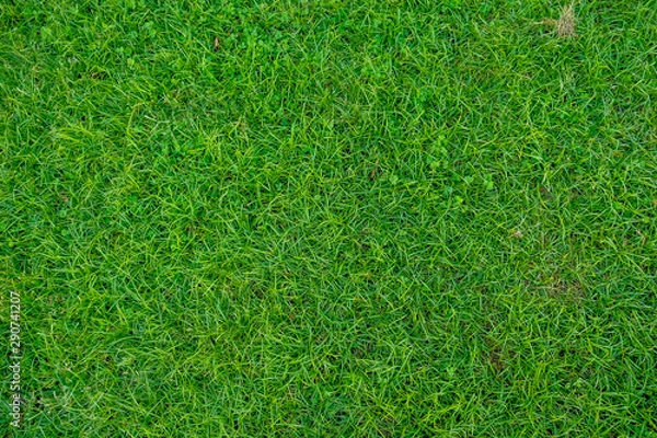 Obraz cesped crecido verde