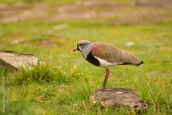 Obraz Lapwing on guard
