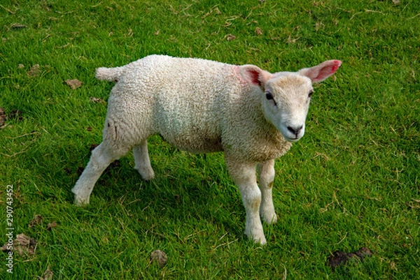 Fototapeta North Yorkshire Lamb