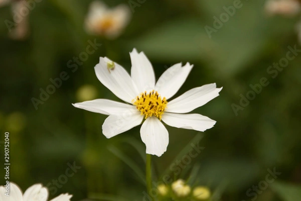 Fototapeta 꽃(flower)