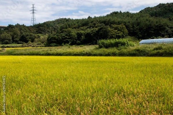 Fototapeta a rice field or countryscape