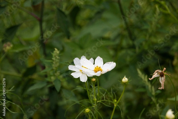 Fototapeta white flowers