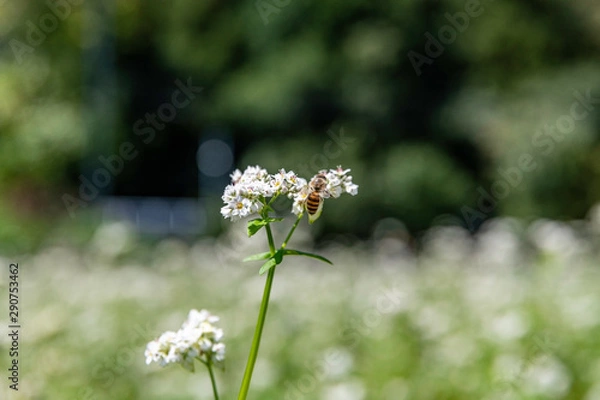 Fototapeta 蕎麦の花とミツバチ