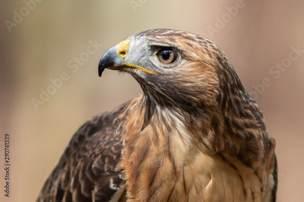 Fototapeta Red-tailed Hawk