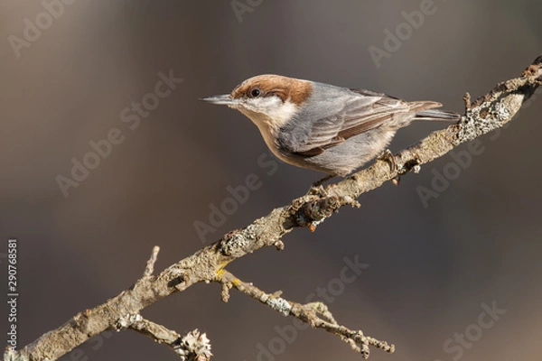 Fototapeta Brown-headed Nuthatch