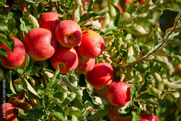 Fototapeta Shiny delicious apples hanging from a tree branch in an apple orchard