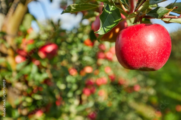 Fototapeta Shiny delicious apples hanging from a tree branch in an apple orchard