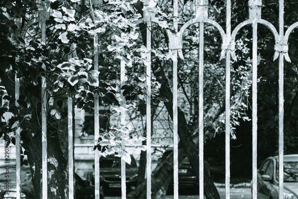 Fototapeta Branches with leaves visible through a metal old fence