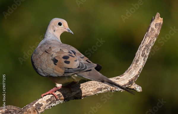 Fototapeta Mourning Dove