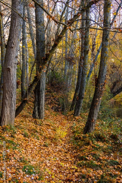 Fototapeta Forest with yellow and green trees 