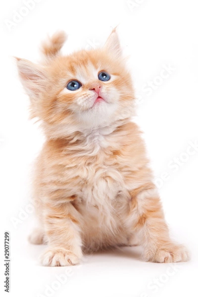 Fototapeta Siberian cat isolated on white