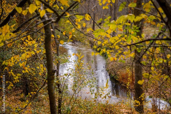 Obraz Forest with yellow and green trees 