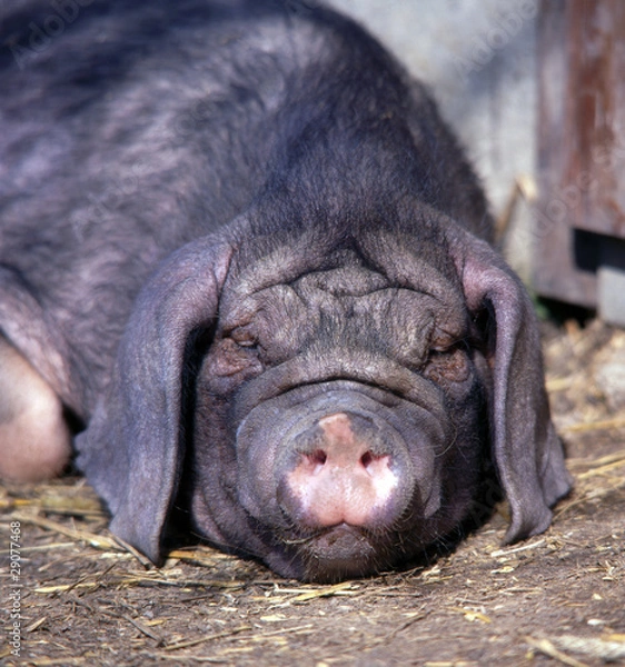 Obraz Schwein_116047