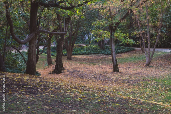 Fototapeta Forest with yellow trees
