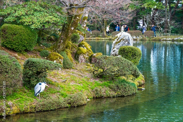 Fototapeta 金沢の春　兼六園でお花見
