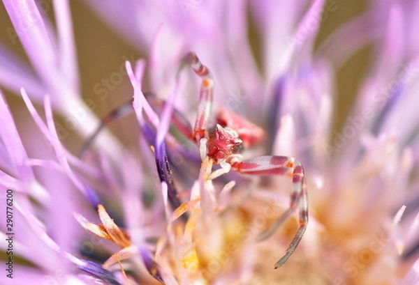 Fototapeta Spider on a flower