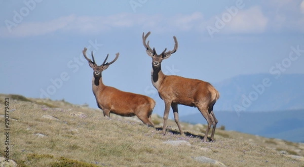 Fototapeta red deer in the mountains