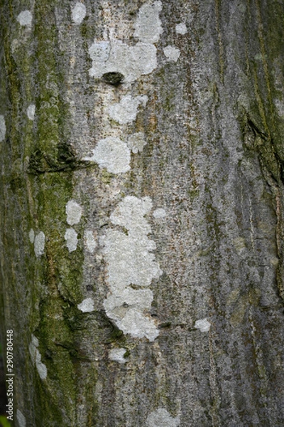 Fototapeta tree bark