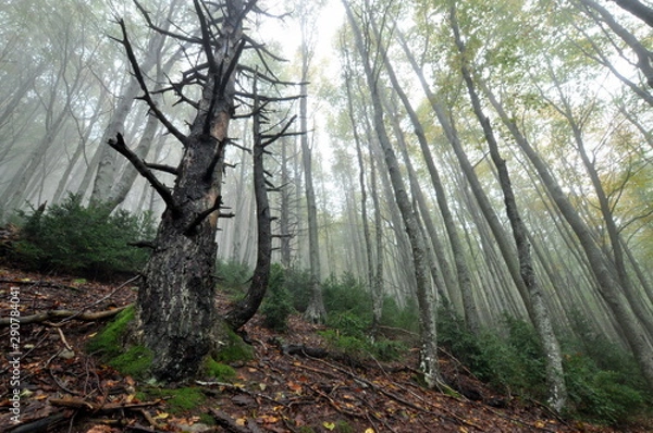 Fototapeta trees in forest