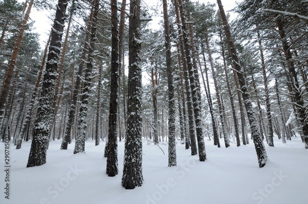 Fototapeta forest in winter