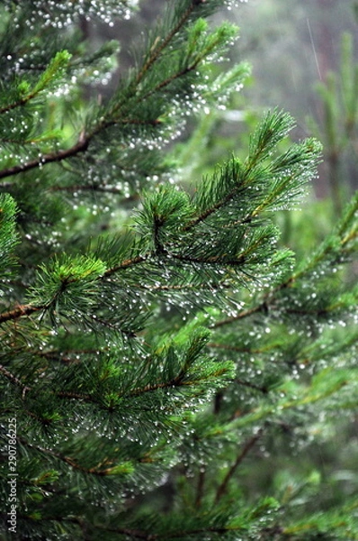 Fototapeta drops on tree