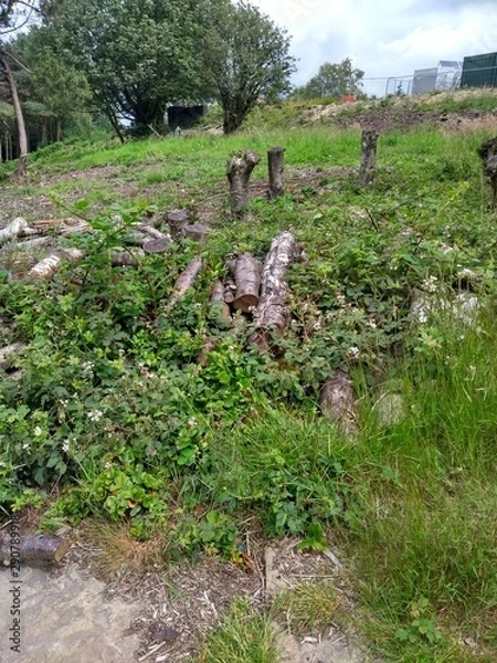 Obraz Stone and grass landscape