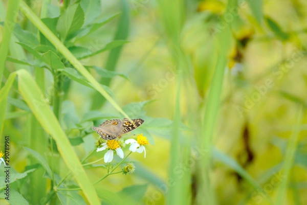 Obraz Butterfly eating nectar from pollen