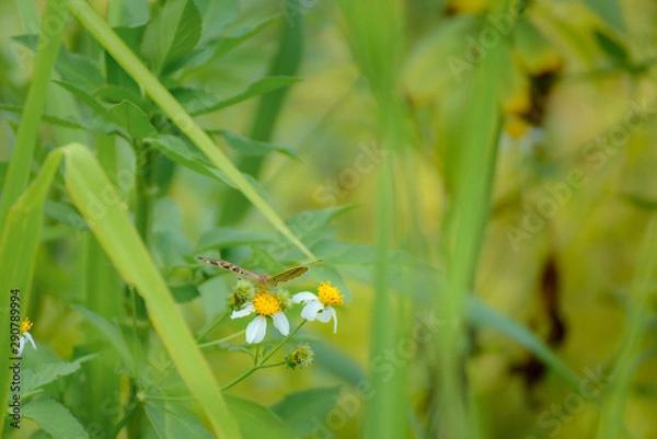 Obraz Butterfly eating nectar from pollen