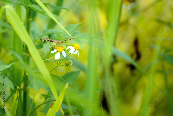 Obraz Butterfly eating nectar from pollen