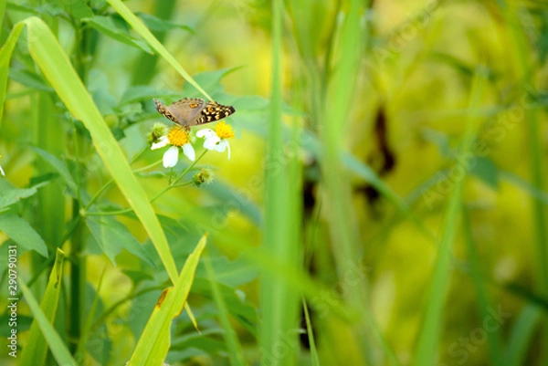 Obraz Butterfly eating nectar from pollen