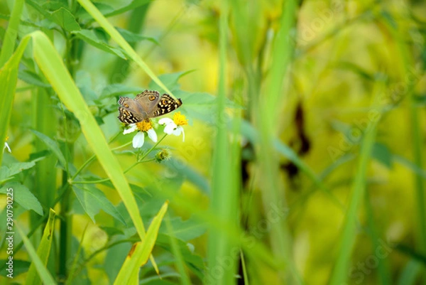 Obraz Butterfly eating nectar from pollen