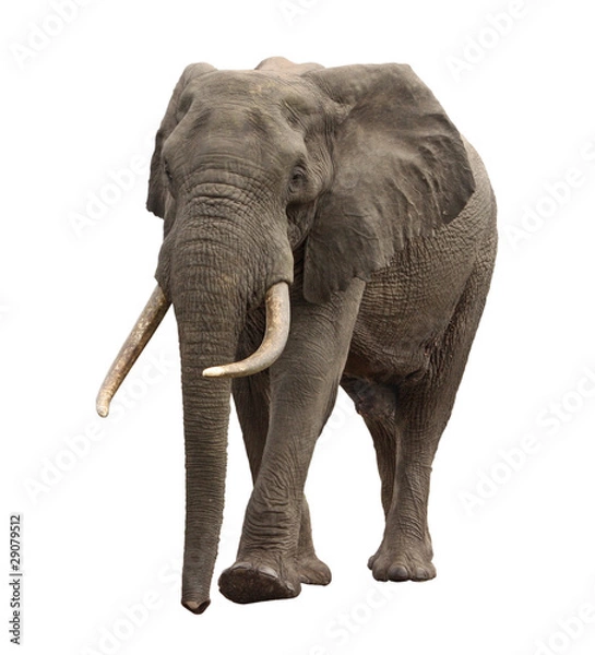 Obraz elephant approaching isolated