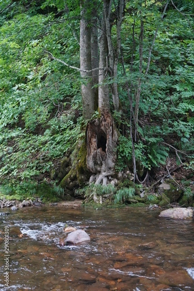 Obraz 朽木と渓流