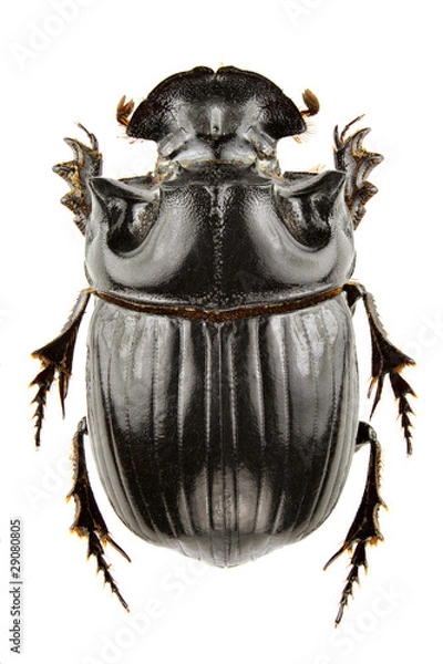 Obraz Zakryj lunaris