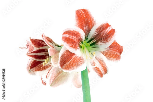 Obraz Blume tropisch