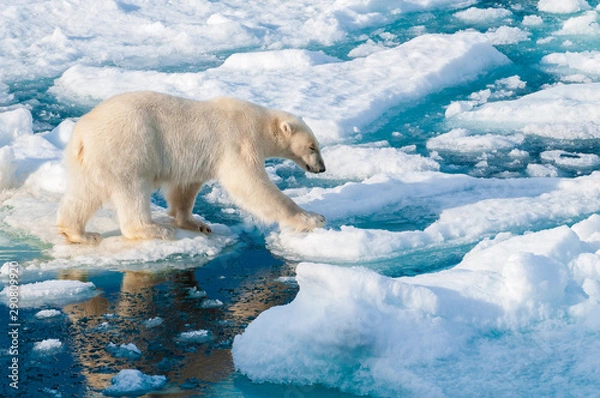 Obraz Large polar bear walking on the ice pack in the Arctic Circle, Barentsoya, Svalbard, Norway