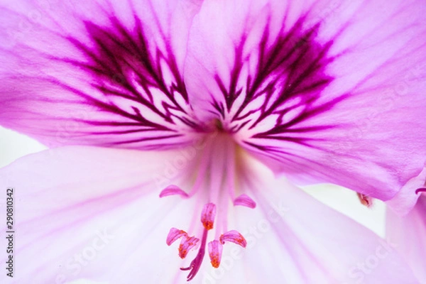 Obraz makro z pelargonii