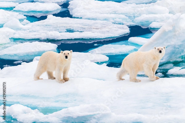 Obraz Polar bear cubs walking on the ice pack in the Arctic Circle, Barentsoya, Svalbard, Norway
