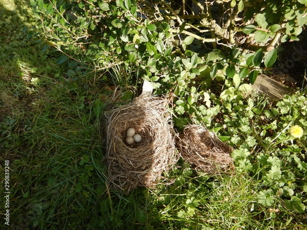Obraz gniazdo jaja