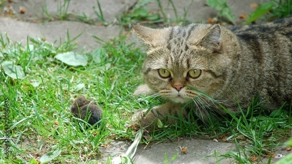 Obraz cat is friends with the mouse
