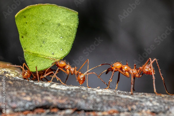 Obraz There's always a boss