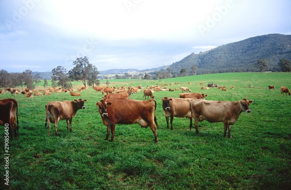 Fototapeta Cows gathering in a field at Patterson. Australia.