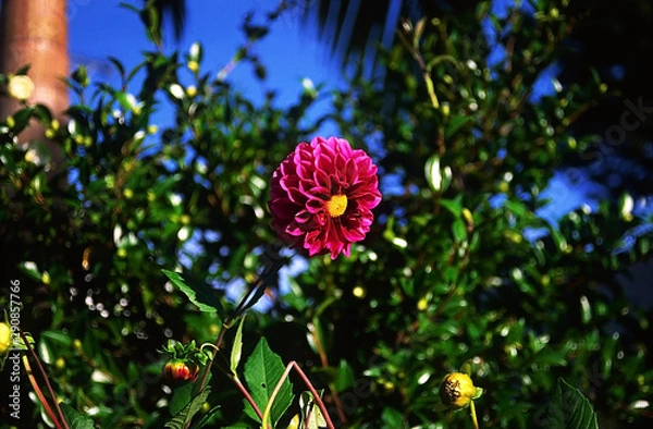 Fototapeta red flower on background of blue sky