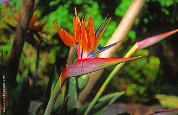 Fototapeta A weeping Bird of Paradise. (Strelitzia).