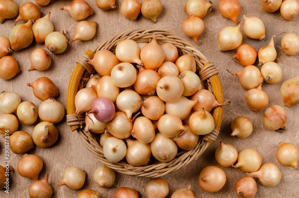 Obraz Raw little onions