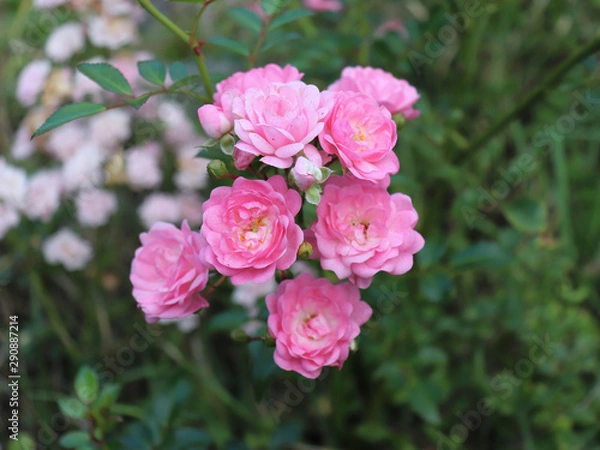 Obraz Closeup of beautiful pink rose photographed in organic garden with blurred leaves.Nature and roses concept.