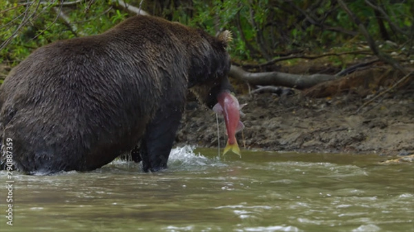Fototapeta brown bear in water