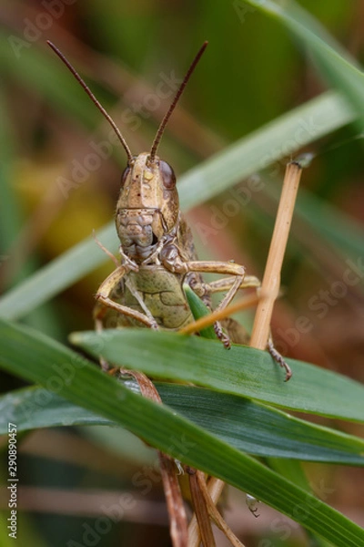 Fototapeta Grasshopper