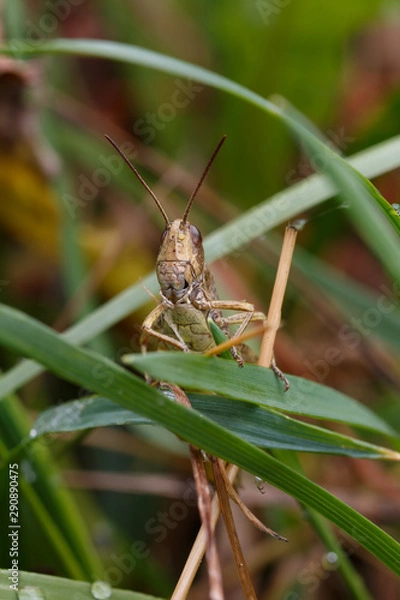 Fototapeta Grasshopper